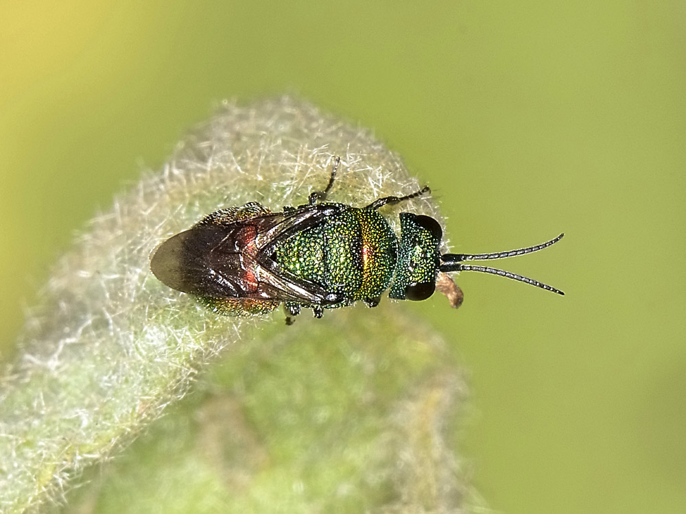 Chrysididae n 3